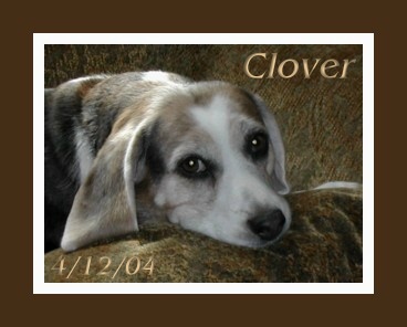 My Beautiful "BiG Girl" Clover