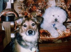 Click to view Lareger picture - Jessica & Toppy - A Bichon Frise she was best dog buds with.