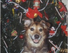 Click to View Larger Picture - Jessica on Christmas
