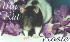 The Rat Fan Club - Lots of info and Help with Your PET RAT!!!