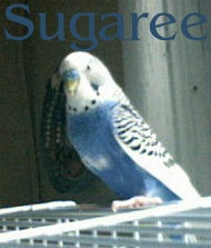 This is Sugaree, My Sisters Parakeet I often care for. Learn more about Parakeet Care, Click HERE!