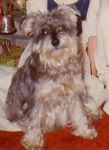 Tinker on Christmas