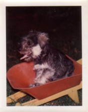 Tinker as a Puppy - Click image to see larger picture