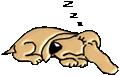 Ask the Vet website