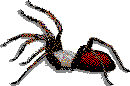 See Amazing Spider Info and Pictures!!