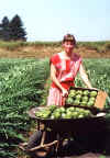Jyl_Artichokes.jpg (122520 bytes)