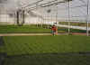 jylgreenhouse.jpg (51654 bytes)