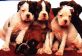 Puppies