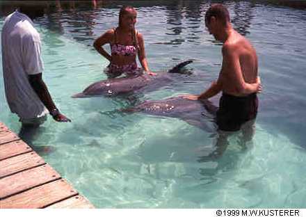 With the Dolphins