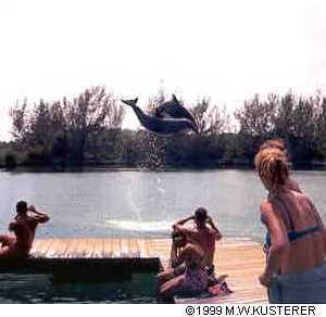 Dolphins jumping