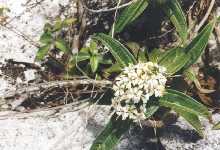 whiteflower