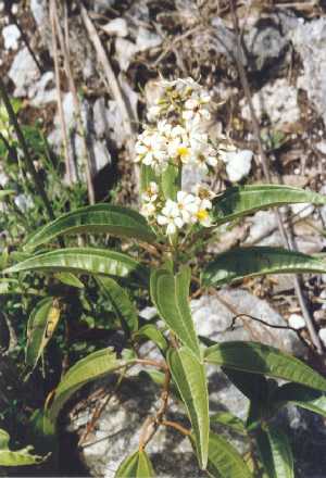 whiteflower2