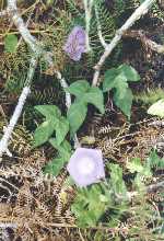 purpleflower