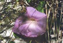 purplerflower2