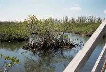 parkmangrove