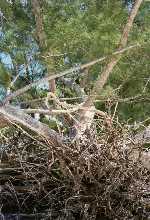 driftwood