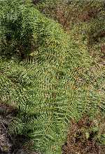 ferns