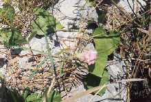 pinkflower