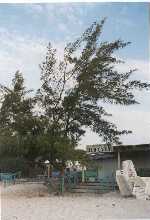 caribev