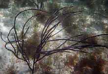 purpleweed