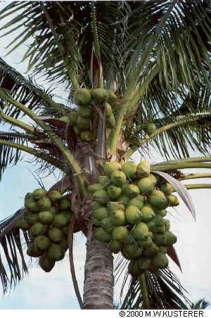 coconutsv