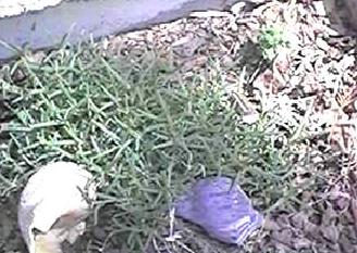 greenplant