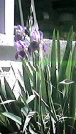 iris