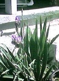 iris2