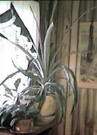 pineapple plant