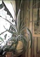 pineapple plant2