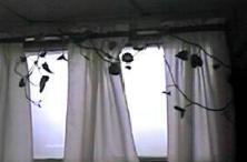 vine2