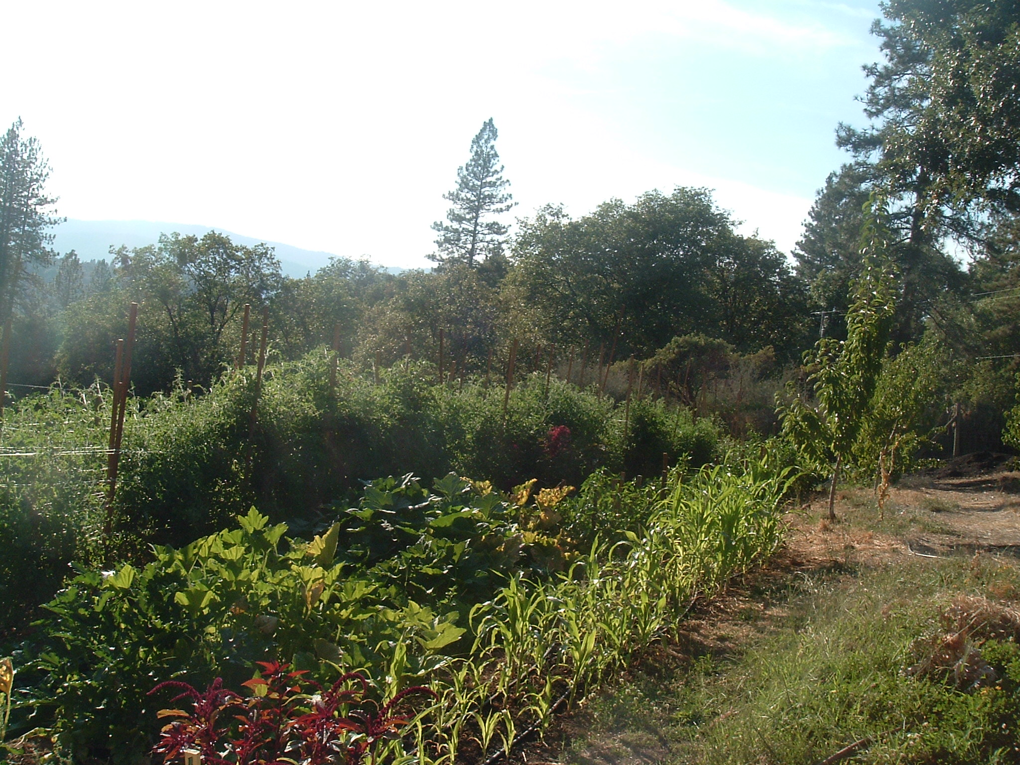 Corn, Zucchini and Tomatoes, with a splash of Peach Trees