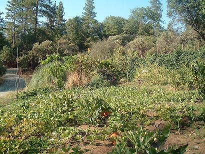 Melons and Yardlong beans