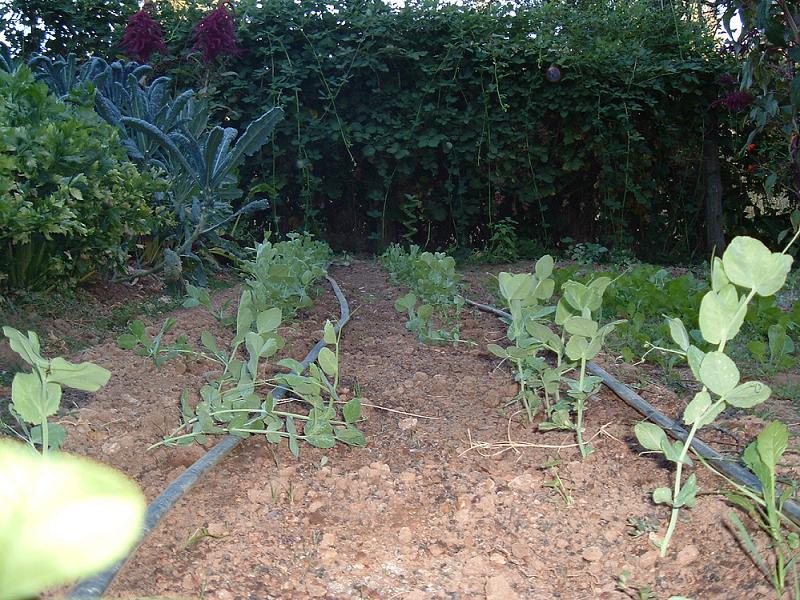 Peas getting ready for winter