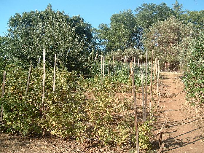 Up hill to the berries, apples, and tomatoes