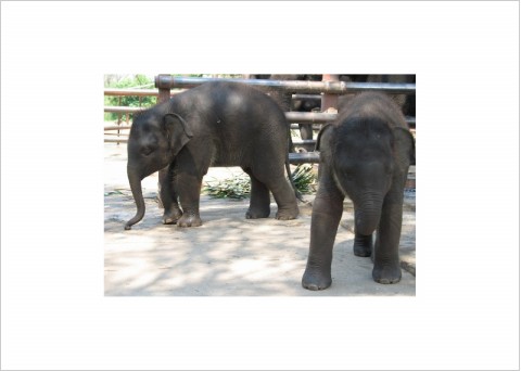Baby elephants in sanctuary