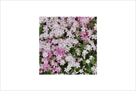 Candystripe Flowers