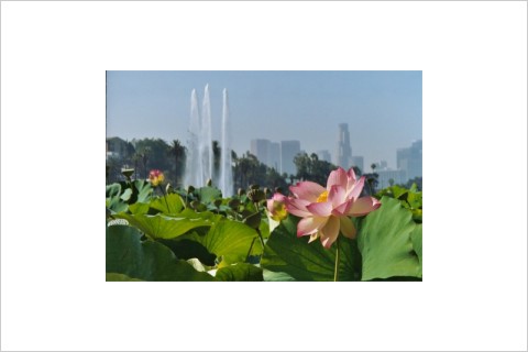 Pink Lotus and Downtown Los Angeles 