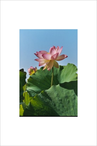 Lotus Flower