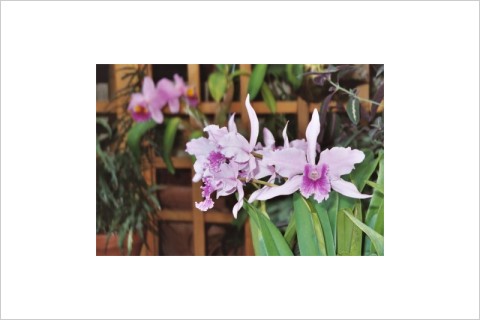 Purple Orchid 