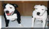 2mutts.jpg (49709 bytes)