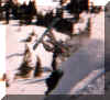 backflip2.jpg (52937 bytes)