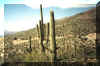 cacti.jpg (80052 bytes)