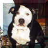 fatsnoopy.jpg (38270 bytes)