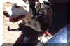 happydog.jpg (65707 bytes)