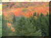 leaf6.jpg (85262 bytes)