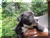 pup3.jpg (98528 bytes)
