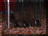 pup9_nite.jpg (80143 bytes)