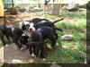 puppies1.jpg (103852 bytes)