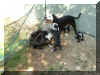 puppies2.jpg (89156 bytes)